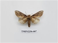 藏品(朴娜舟蛾)的圖片